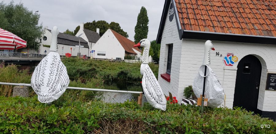 אווזים אווזים בואו הביתה